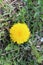 Yellow dandelion bloomed  in spring