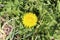 Yellow dandelion bloomed in spring