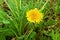 Yellow dandelion blooming in spring so beautiful