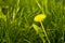 Yellow dandelion blooms in green grass