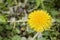 Yellow dandelion blooms TarÃ¡xacum officinÃ¡le. The flower is medicinal, wild, weed.