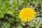 Yellow dandelion blooms TarÃ¡xacum officinÃ¡le. The flower is medicinal, wild, weed.