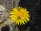 Yellow dandelion blossom with two small nectar-seeking insects . Dandelion bugs in the sun . Pests on yellowish flower getting