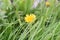 Yellow dandelion blossoms in a meadow in green grass