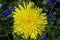 Yellow dandelion and blue field flouers