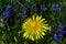 Yellow dandelion and blue field flowers in the garden