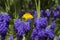 Yellow dandelion among blue muscari. Muscari armeniacum, blue grape hyacinths. Floral pattern, beautiful spring flowers in the