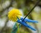 Yellow dandelion with a blue plastic clothespin caught on a wire