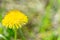 Yellow dandelion on a blurry background