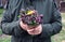 Yellow dandelion in a bouquet of wild flowers in the hands of an elderly person - the concept of conducting lonely walks by