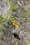 Yellow dandelion with butterfly Great Fritillary in Hemsedal, Buskerud, Norway