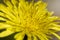 Yellow Dandelion Close up