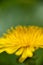 Yellow dandelion closeup stamen