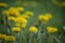 Yellow dandelion closeup stamen