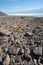 Yellow dandelion in death valley national park