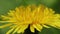 Yellow dandelion in the field. Close-up.