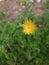 Yellow dandelion flower