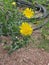 Yellow dandelion flower