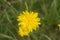 Yellow dandelion flower from above