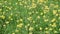 Yellow Dandelion Flower Against a Yellow-green Bokeh. Dandelion Meadow Dolly Shot.