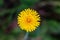 Yellow dandelion flower, Bitter chicory or radicheta, Taraxacum officinale, whose yellow flower is known as dandelion, is a plant