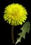 Yellow Dandelion flower on the black isolated background with clipping path. Closeup. no shadows. For design. Side view.