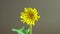 A yellow dandelion flower blooms on a beige background