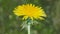 Yellow dandelion flower close-up