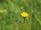 Yellow dandelion flower close up