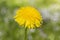 Yellow dandelion flower close-up. Bright sunny dandelion flower from the Asteraceae family. Wild wildflower in nature blossom in