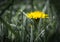 Yellow dandelion flower closeup. Petals grow among green grass on lawn