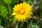 Yellow dandelion flower closeup selective focus