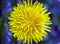 Yellow dandelion flower on a contrasting blue background