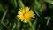 Yellow dandelion flower in the garden