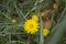 Yellow dandelion flower and grass