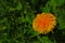 Yellow dandelion flower in green grass, botany.