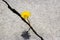 A yellow dandelion flower growing from a crack in concrete or cement. The concept of growth, overcoming difficulties, strength,