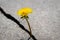A yellow dandelion flower growing from a crack in concrete or cement. The concept of growth, overcoming difficulties, strength,