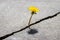 A yellow dandelion flower growing from a crack in concrete or cement. The concept of growth, overcoming difficulties, strength,