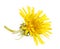 Yellow Dandelion Flower Isolated on White. Taraxacum officinale.