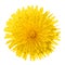 Yellow Dandelion Flower Isolated on White. Taraxacum officinale. Top view