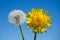 Yellow dandelion and flower with ripened seeds against the blue sky.