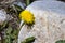 Yellow dandelion flower on a stone background closeup