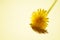 Yellow dandelion flower on sunny beige table