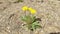 A yellow dandelion flower sways in the wind