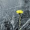 yellow dandelion flower Taraxacum grow in dry grass