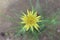 Yellow dandelion flower. Tragopogon. Salsify