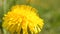 Yellow dandelion flower. Warm spring, grass green.