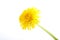 Yellow Dandelion Flower on White. Taraxacum Officinale