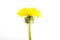 Yellow Dandelion Flower on White. Taraxacum Officinale